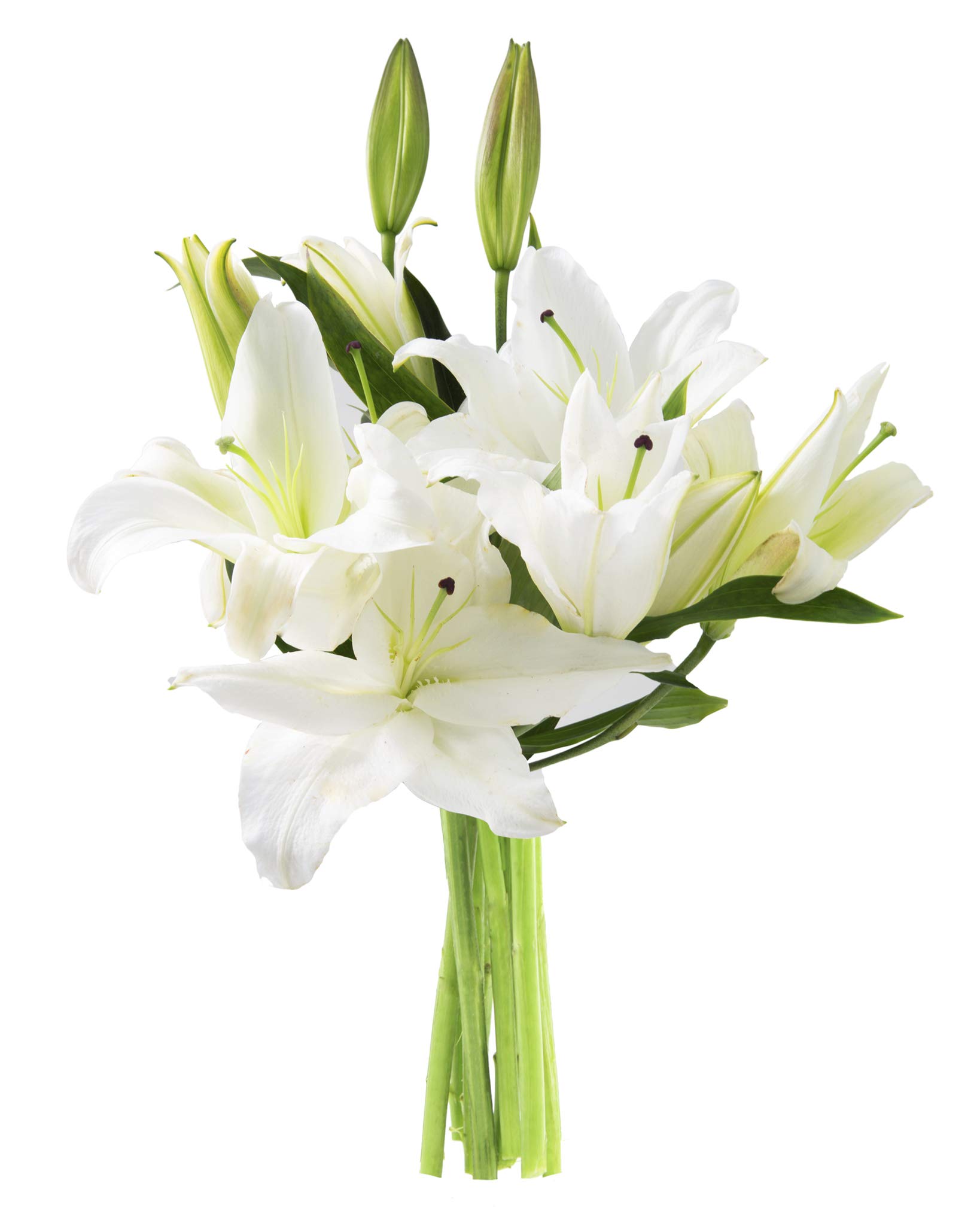 Fresh White Lilies Bouquet - KaBloom Pure Love Flowers for Weddings, Anniversaries & Home Decor | No Vase Included