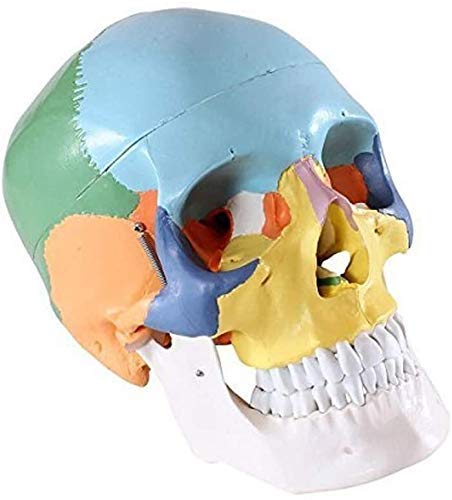 KezaiZhe Anatomical Human Skull Model - Medical Teaching Supplies for Anatomy Study, Classroom Demonstration & Dental Education | Life-Size Skeleton Head with Detailed Structures for Students & Professionals