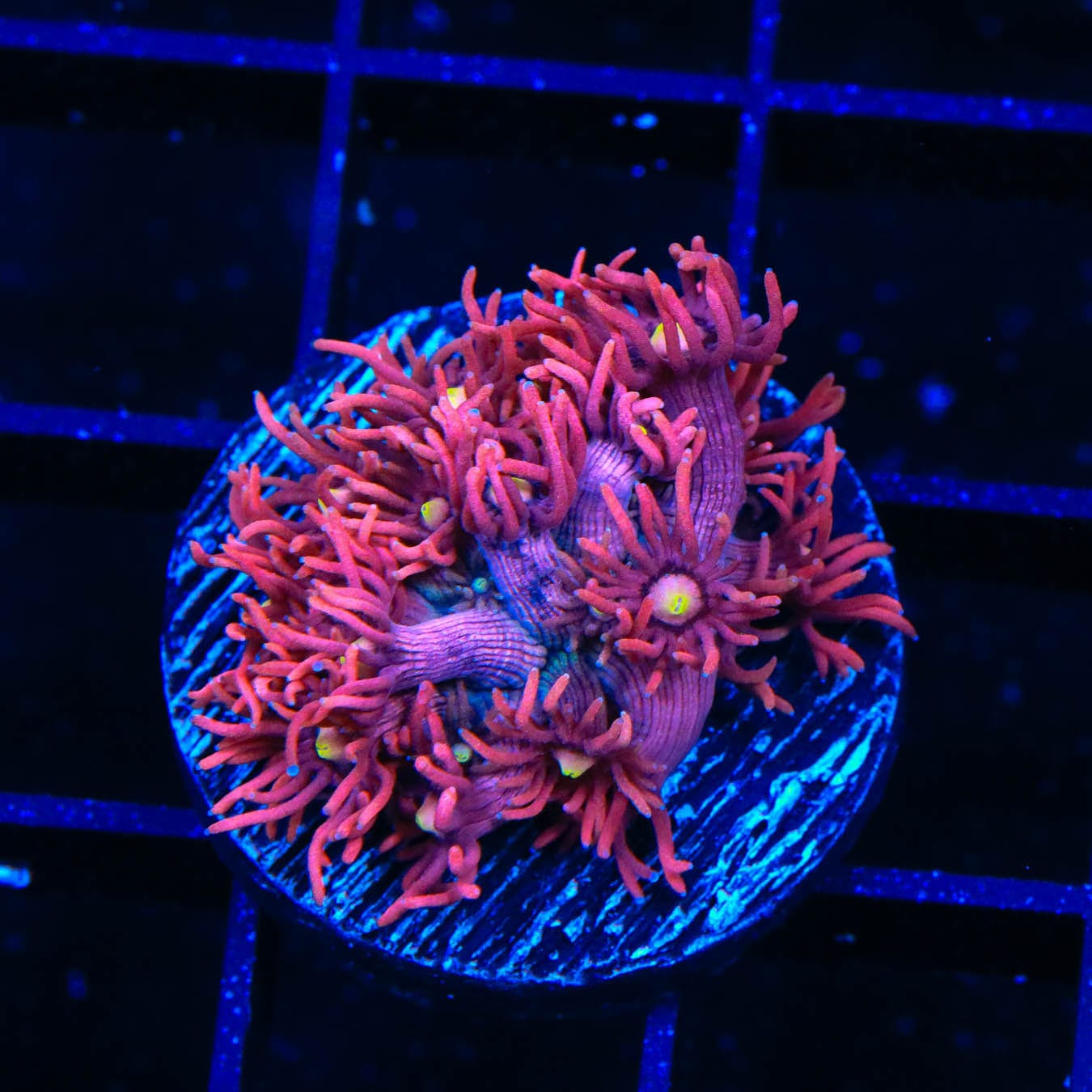 ACI Dragon Breath Goniopora Coral - Vibrant Saltwater Aquarium Coral for Reef Tanks | Perfect for Marine Tank Decoration & Coral Propagation