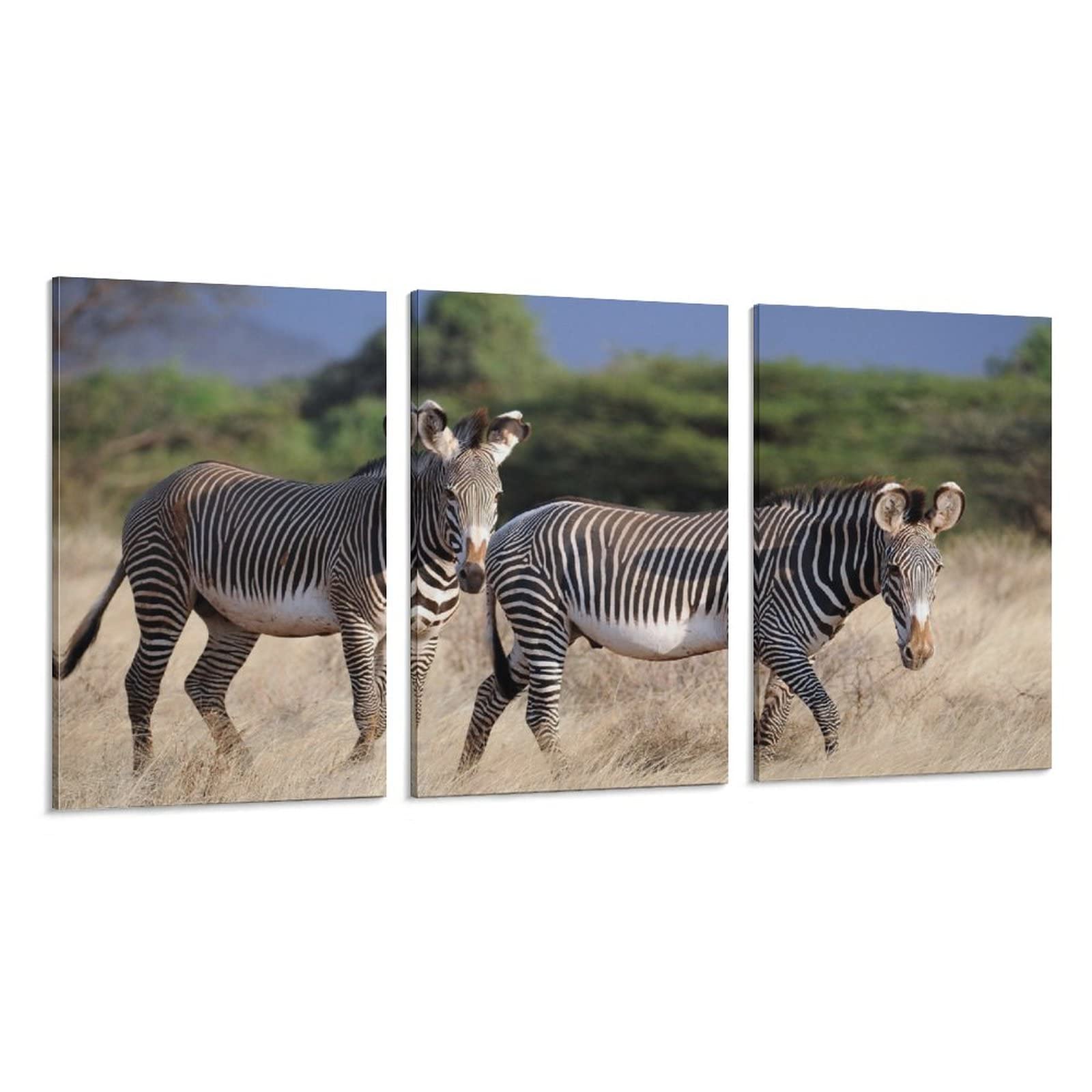 Savanna Safari Zebra Canvas Wall Art Prints - 20x30inch(50x75cm) African Animal Poster for Home Decor, Living Room, Bedroom & Office - Perfect Gift for Wildlife Lovers & Nature Enthusiasts