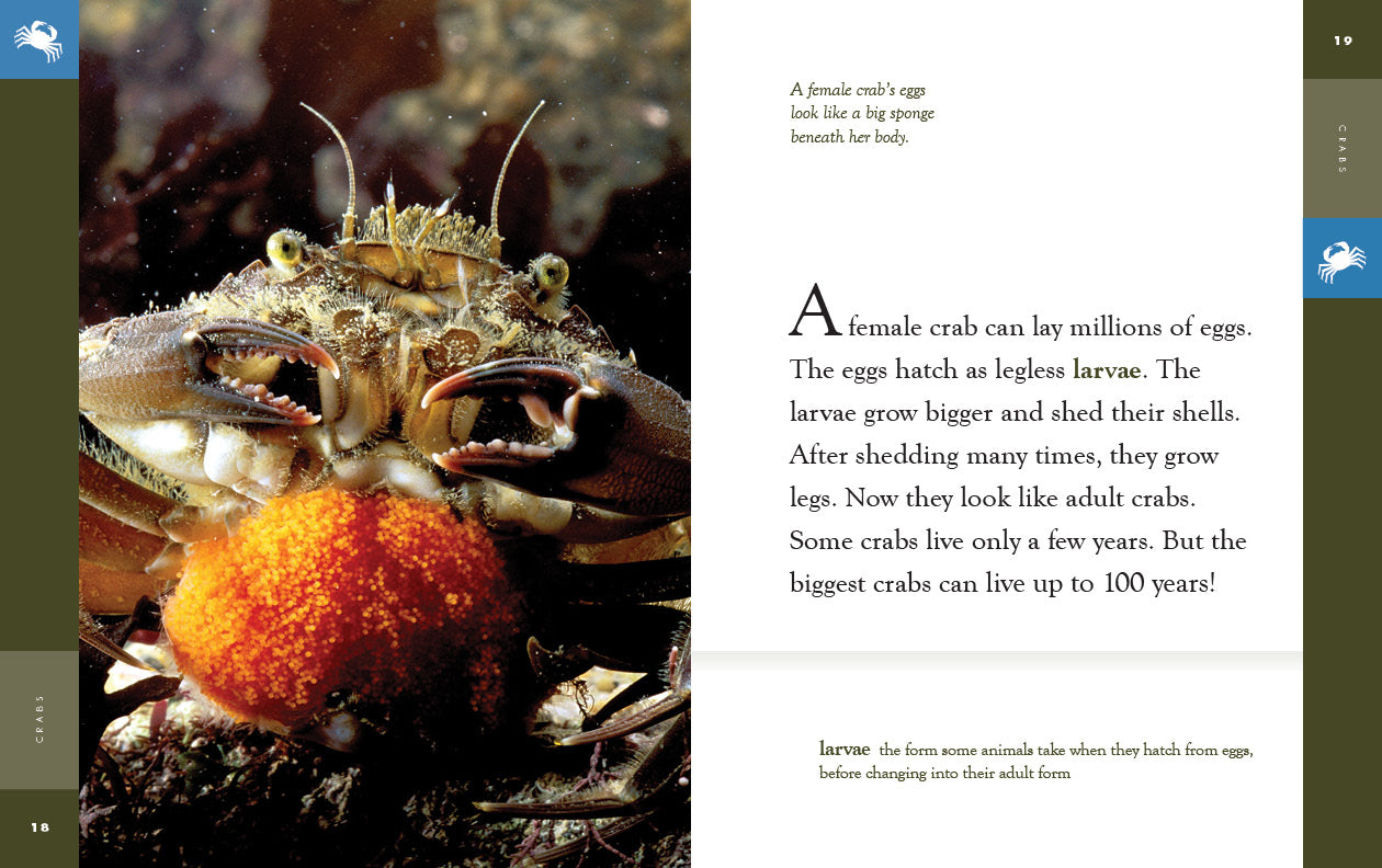 Crabs - 9781640265615 | Marine Life Book for Kids & Adults | Perfect for Ocean-Themed Gifts & Educational Learning