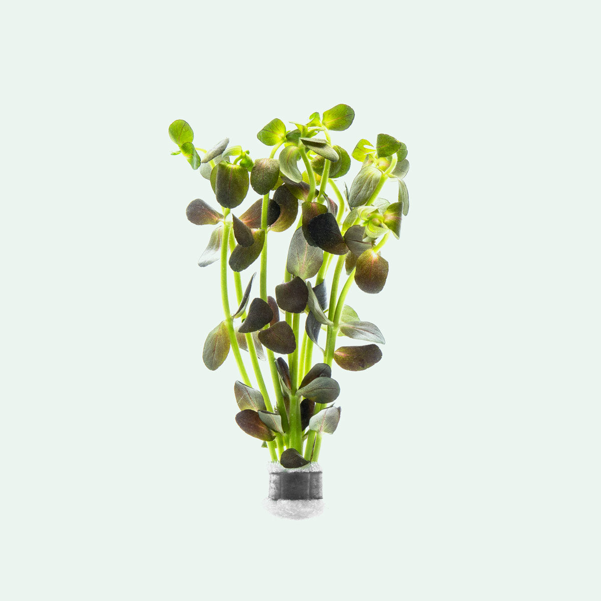Bacopa Salzmannii Purple Aquatic Plant for Aquariums & Fish Tanks – Live Freshwater Plant for Aquatic Gardens, Ponds, and Terrariums