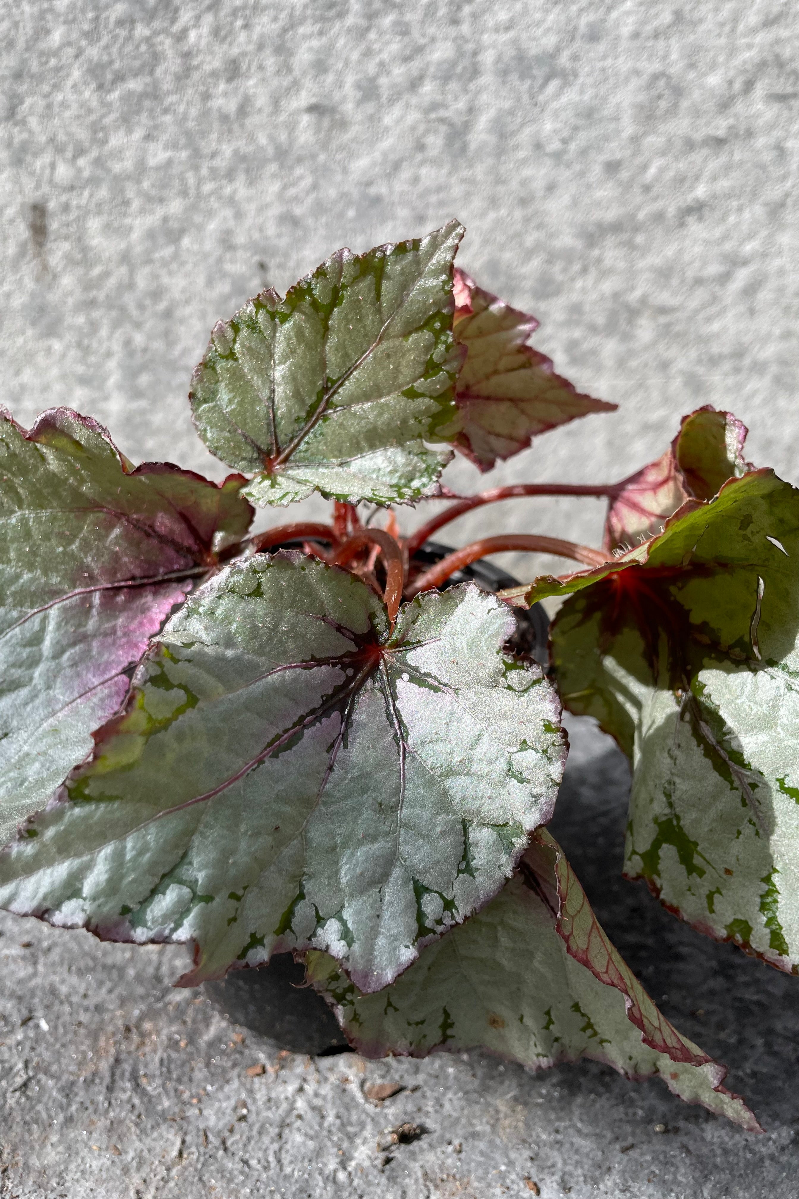 Rex Begonia Cultorum 4 - Stunning Foliage Houseplant for Home & Office Decor | Perfect for Indoor Gardens, Terrariums & Gift Giving