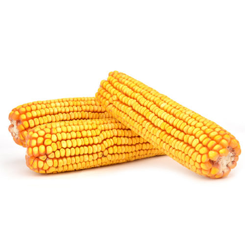 Duncraft Ear Corn Wildlife Food - 6.5 lb or 25 lb Bag - Premium Squirrel & Bird Feed for Backyard Wildlife Watching & Nature Lovers