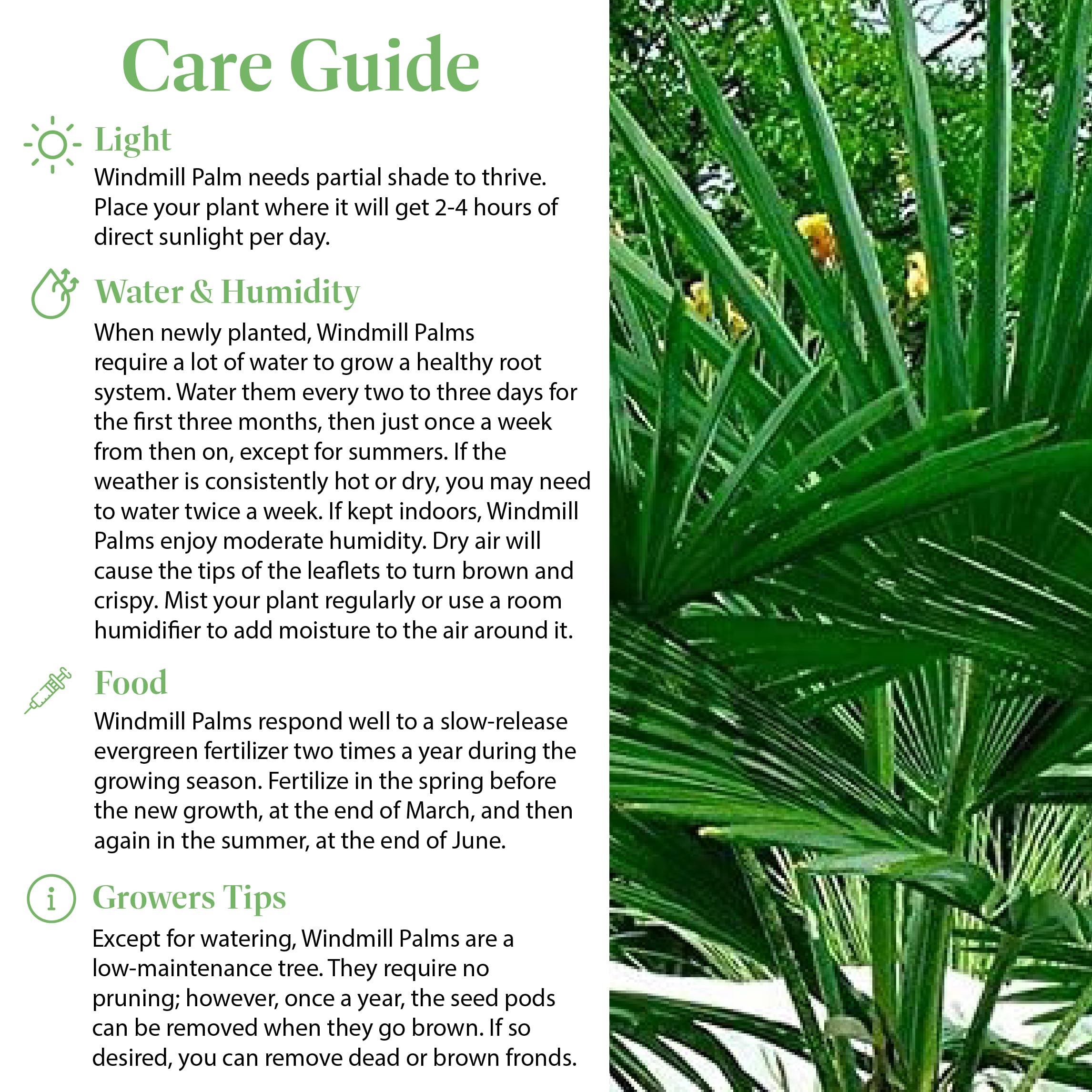 American Plant Exchange Live Windmill Palm Tree (Chusan Palm) - 10