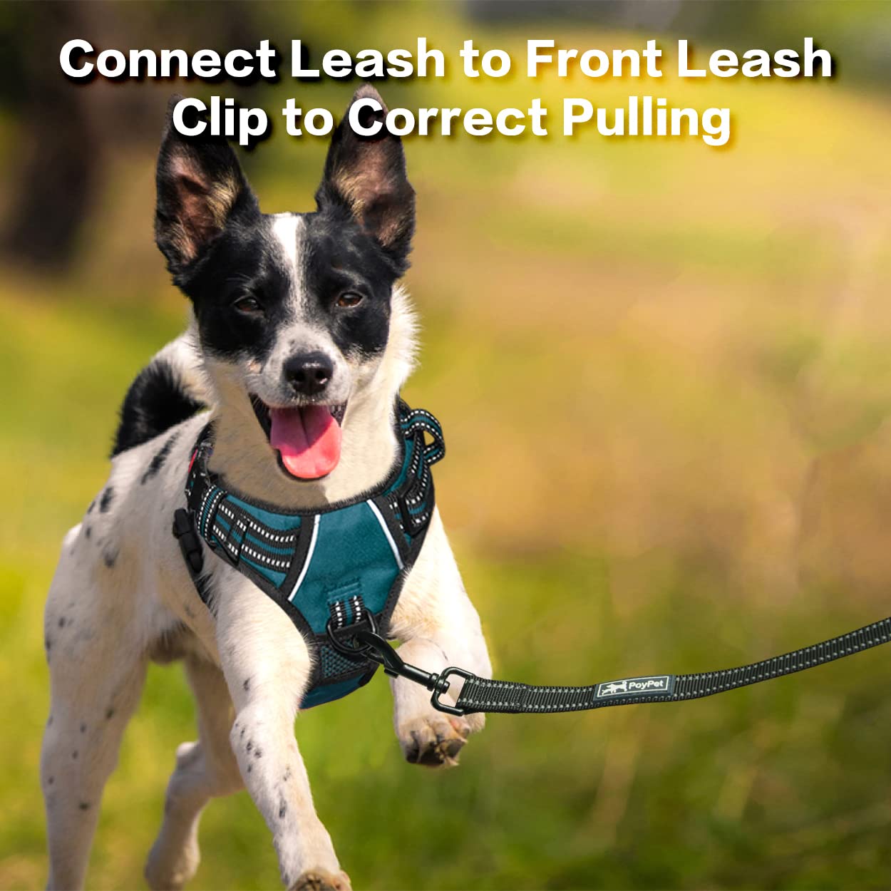 PoyPet No Pull Dog Harness - Front Clip Reflective Vest with Soft Padded Handle & 3 Leash Attachments for Small Medium Large Dogs (Tumalo Teal, Medium) - Perfect for Walking, Training & Nighttime Safety