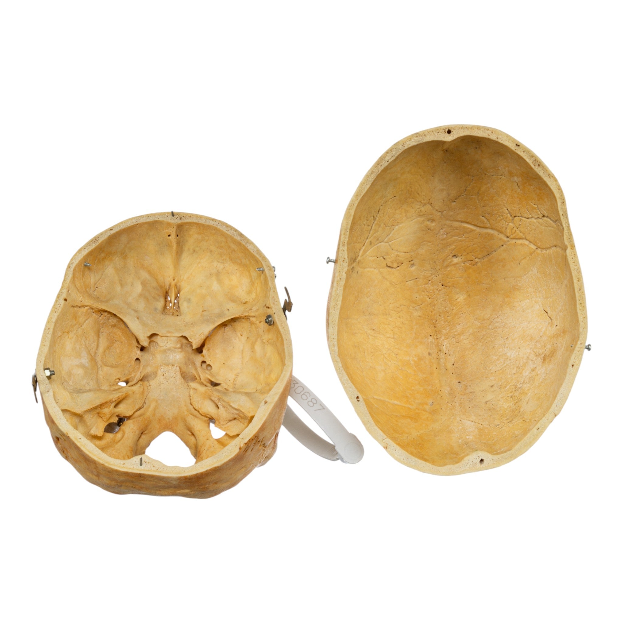 Authentic Real Human Skull Replica - Medical Education, Halloween Decor, Horror Movie Prop & Gothic Home Decor