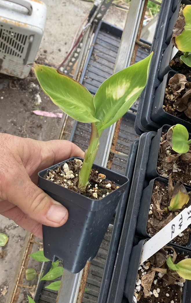 Dwarf Green Banana Live Plant - Musa Dwarf Green Banana Tree for Home Garden, Patio & Indoor Decor | Easy to Grow Tropical Fruit Plant