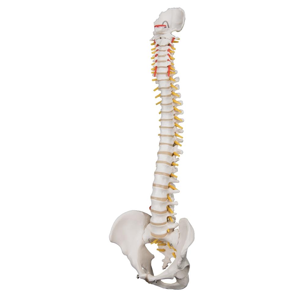 Highly Flexible Spine Model - Anatomical Human Vertebral Column for Medical Education & Training | Perfect for Students, Chiropractors & Physical Therapists