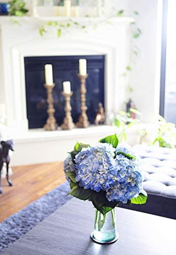 5 Fresh Blue Hydrangea Flowers with Vase - Farm Fresh Cut Floral Arrangement by Arabella Bouquets | Perfect Gift for Birthday, Anniversary, Get Well, Housewarming | Ideal for Home Decor, Wedding Centerpieces & Special Occasions