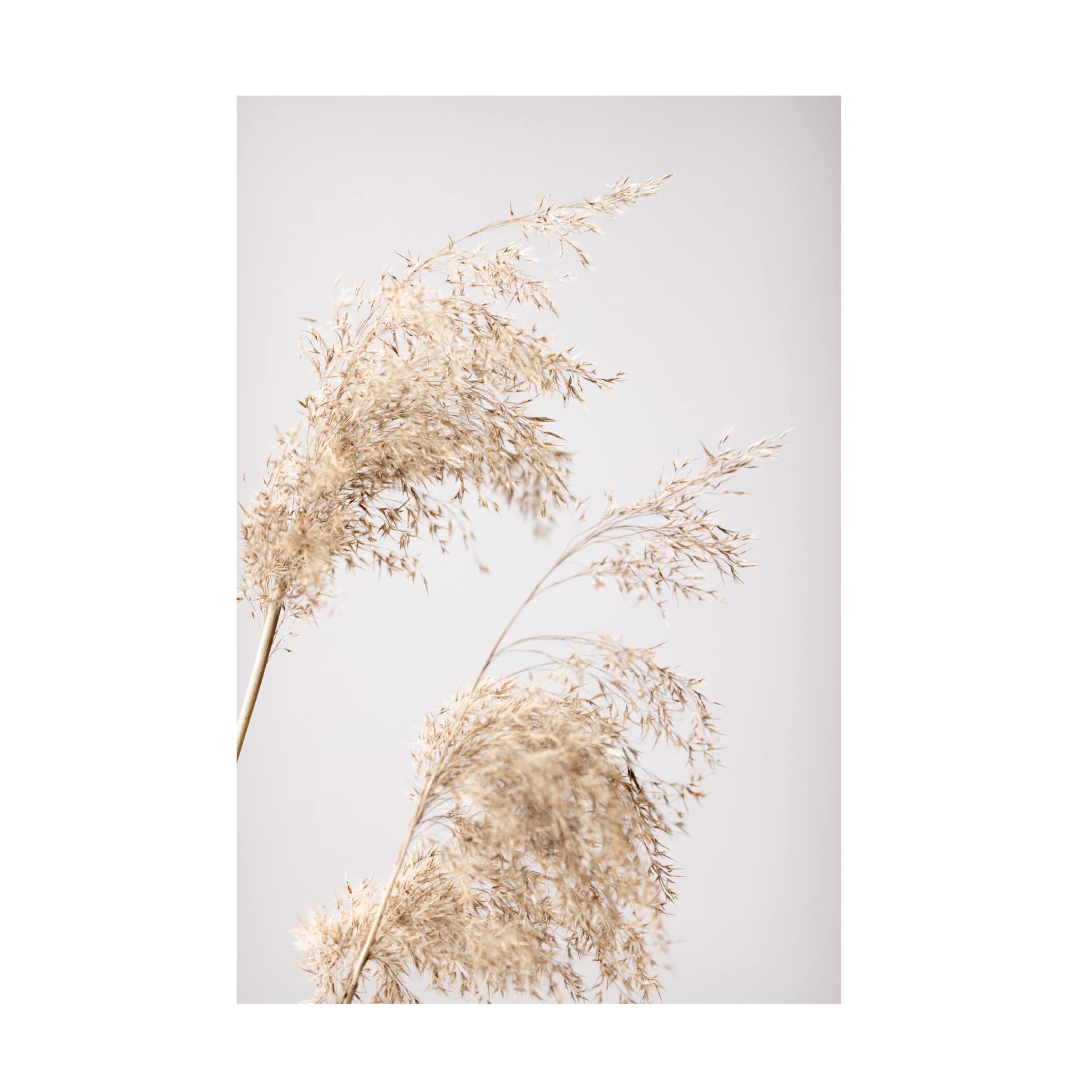 Trademark Fine Art 'Reed Grass Grey 06' Canvas Wall Art Print - Modern Nature Landscape Painting for Living Room, Bedroom & Office Decor