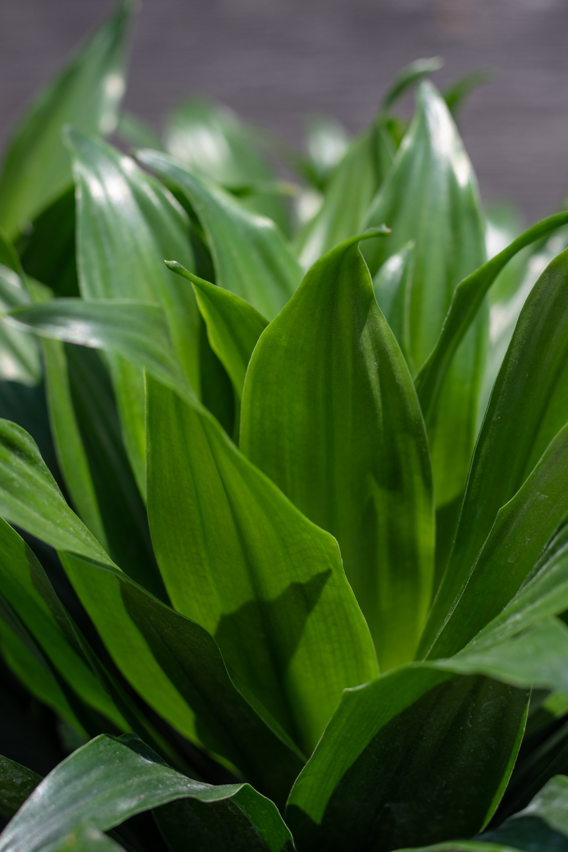 Dracaena 'Janet Craig Compacta' Indoor Plant - 10 Pack for Home & Office Decor | Low Light Houseplants for Living Room, Bedroom, and Workspace