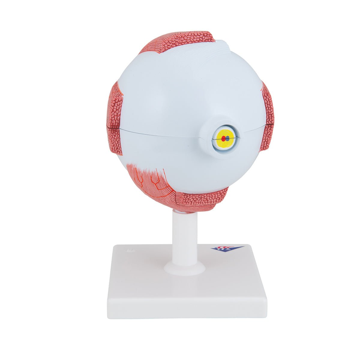 5X Enlarged Human Eye Model - 6-Part Anatomical Eye Structure for Medical Students & Science Education | Perfect for Classroom, Lab & Study