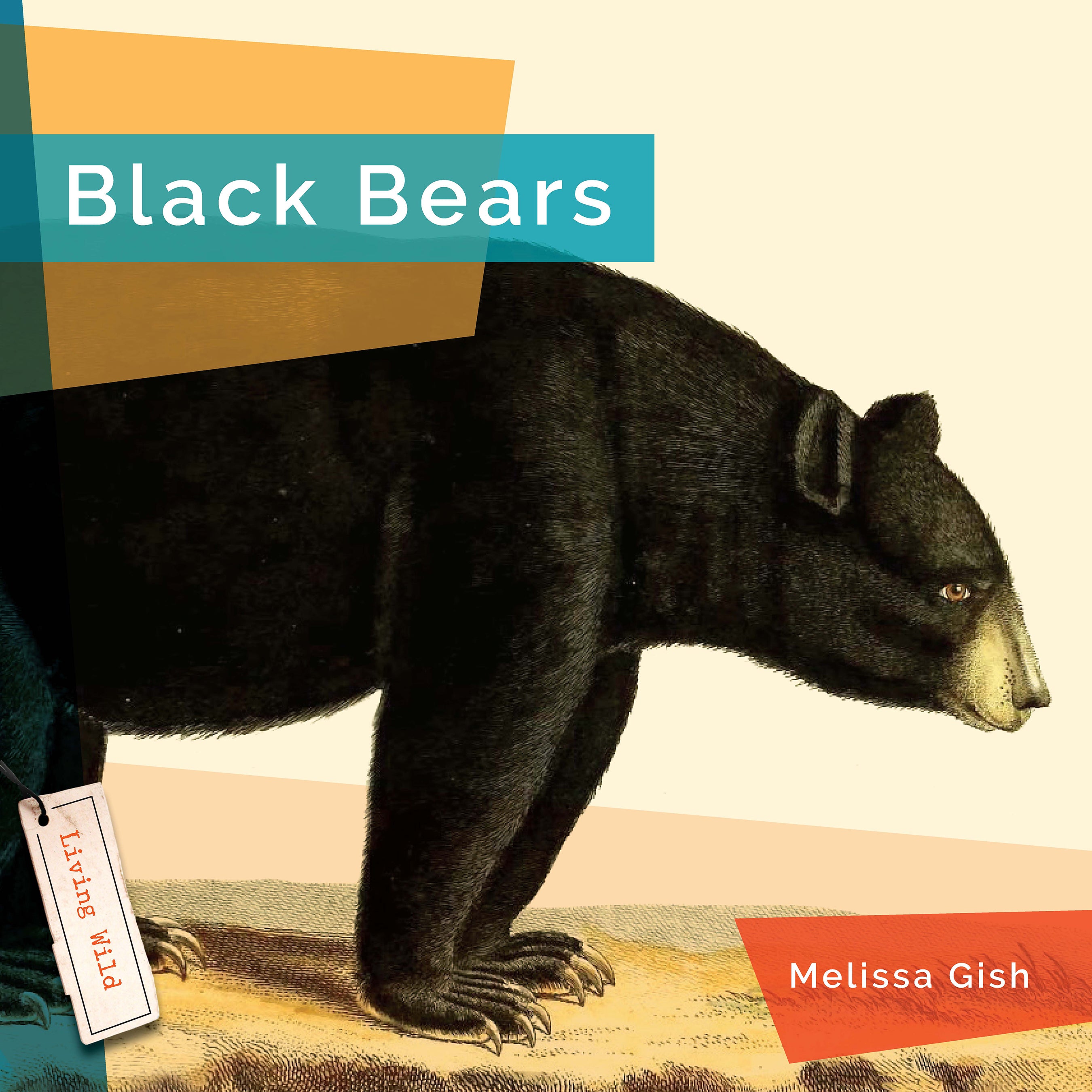 Black Bears Book - 9781640267749 - Wildlife Education & Nature Exploration for Kids & Adults