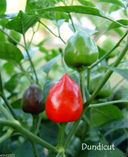 Dundicut Chili Pepper Seeds - Hot & Spicy for Pakistani & Indian Cuisine - Rare Heirloom Variety (30 Seeds) - Perfect for Home Gardening, Cooking & DIY Hot Sauce