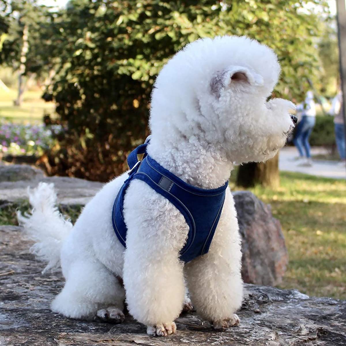 Adjustable Reflective Dog Harness and Leash Set - Comfortable Pet Vest with Handle for Small & Medium Dogs & Cats - Perfect for Walking, Hiking & Outdoor Adventures (Blue, Size M)