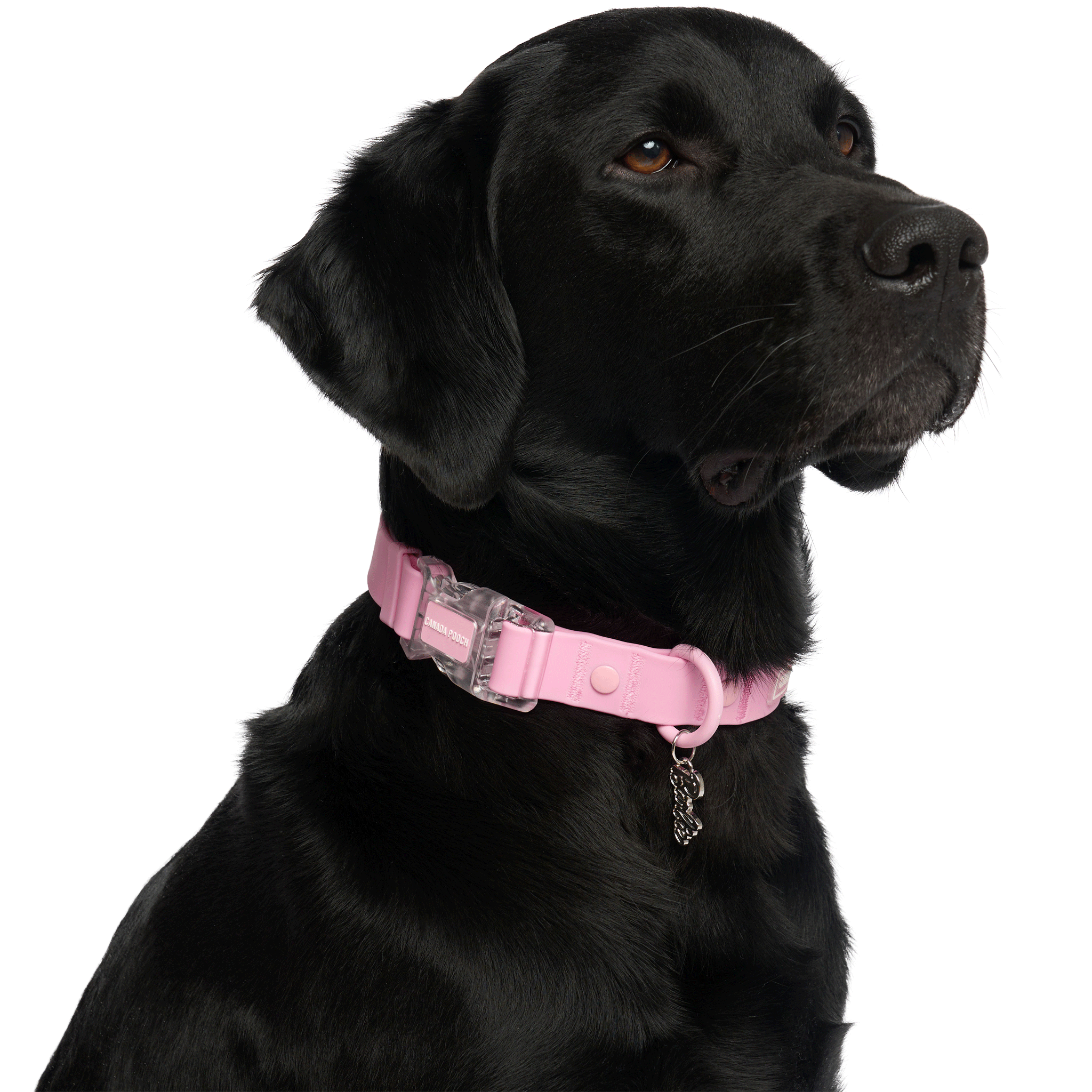 Barbie™ Waterproof Dog Collar - Pink, Adjustable & Durable Pet Collar for Small to Medium Dogs - Perfect for Swimming, Bathing & Outdoor Adventures