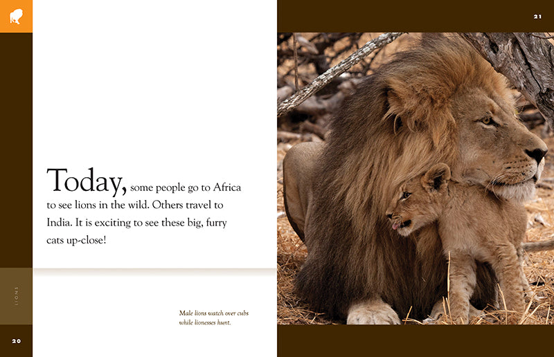 Lions Book 9781640262066 - Wildlife Animal Encyclopedia for Kids & Adults - Perfect for Education, Gifts, and Nature Lovers