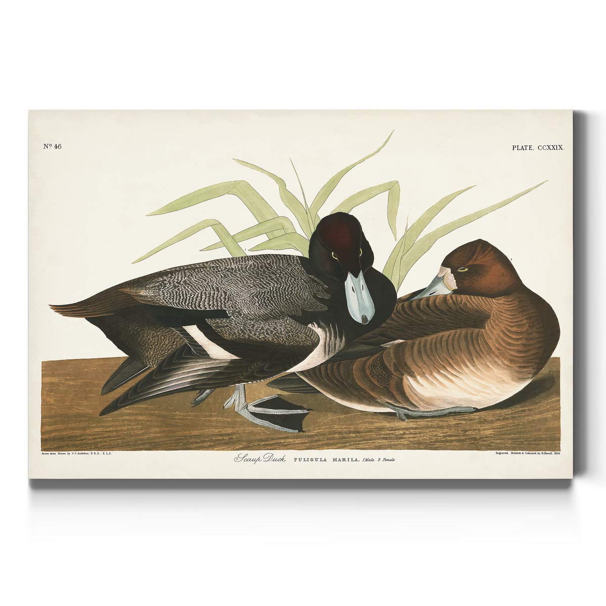 John James Audubon Scaup Duck Wall Art - Premium Gallery Wrapped Canvas Print, Bluebill Bird Decor, 32x48 Inches, Ready to Hang - Perfect for Living Room, Office or Nature-Themed Home Decor