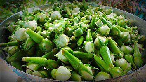 **Organic 10 Clove Bean Seeds (Ipomoea Muricata) – Kaambhu Kathrikkai, Nithya Vazhuthana, Mookuthi Avarai – Home Garden Grown | Perfect for Planting, Cooking & Ayurvedic Remedies | Ships in 3-4 Weeks**