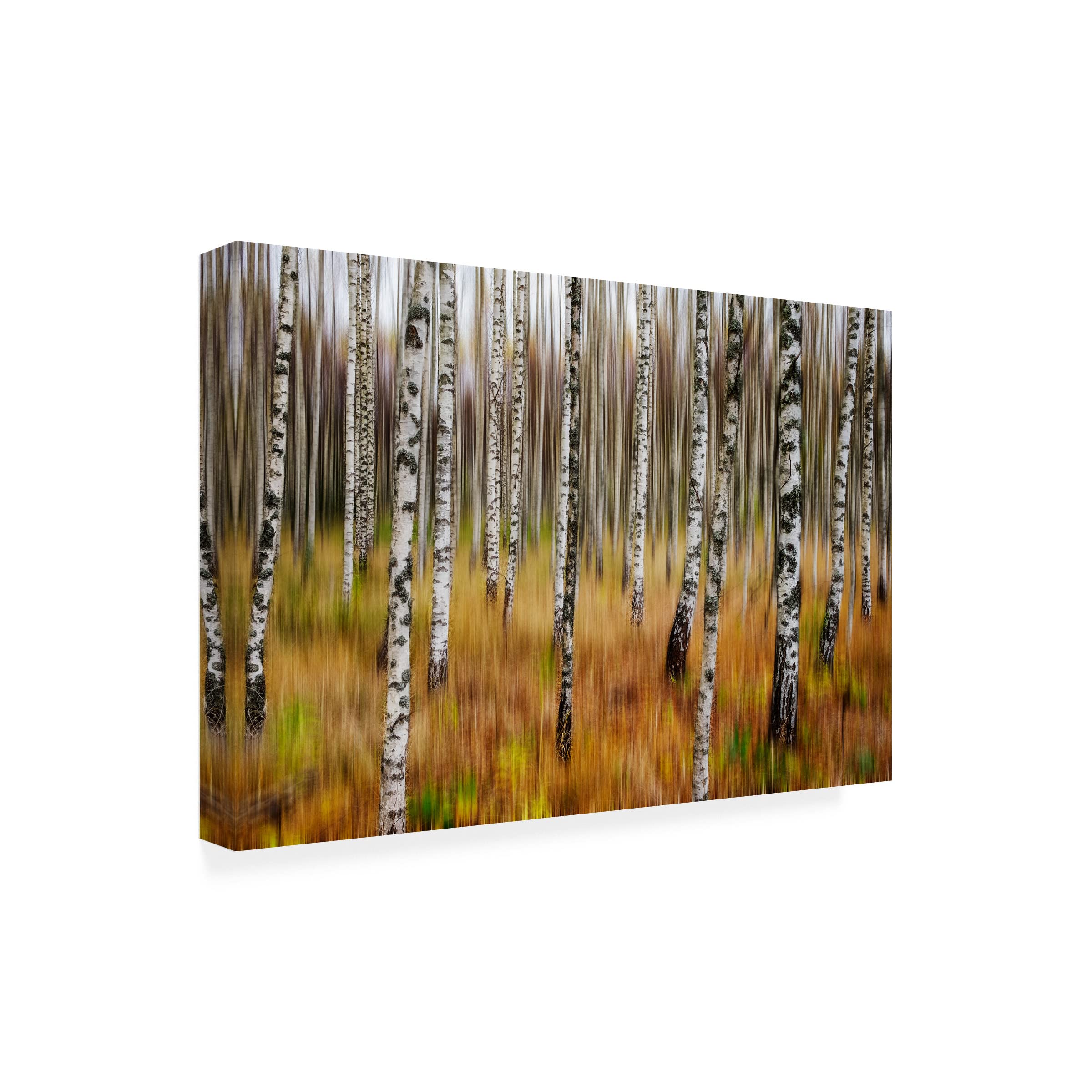 Trademark Fine Art '3D Birches' Canvas Wall Art by Par Söderman - Stunning Nature Landscape Painting for Living Room, Bedroom & Office Decor