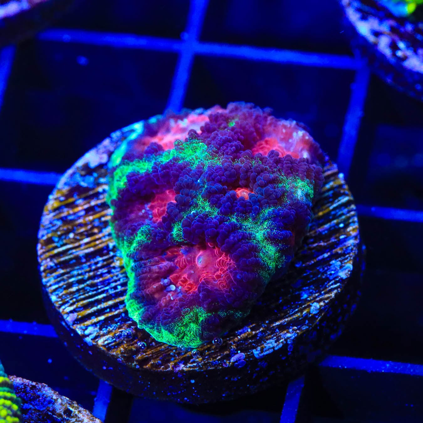 Premium Christmas Favia Coral for Saltwater Aquariums - Vibrant Red & Green Coral for Reef Tanks, Nano Tanks & Marine Displays - Perfect for Coral Fragging, Aquascaping & Aquatic Decor