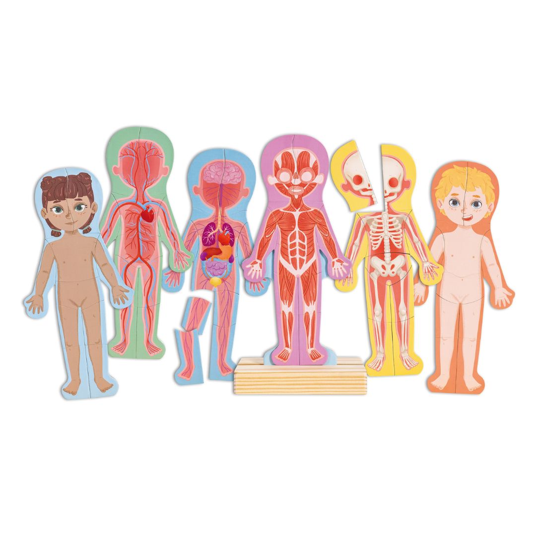 Human Body Magnetic Puzzle for Kids - Educational Anatomy Learning Toy for Science & STEM Classroom, Homeschooling & Playtime