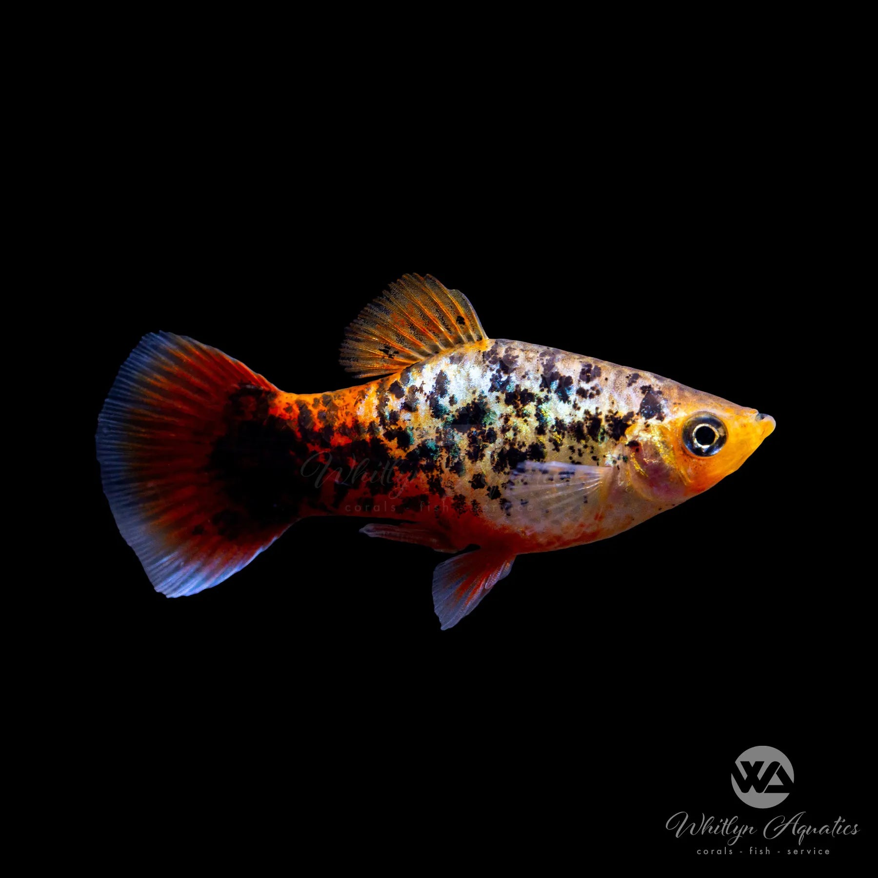 Calico Blue Coral Platy Fish (Xiphophorus maculatus) - Live Aquarium Fish for Freshwater Tanks & Community Aquariums