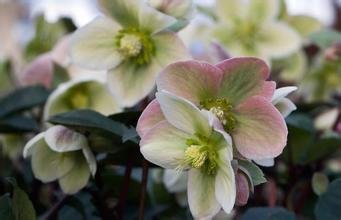 Premium 15+ Christmas Rose Helleborus Seeds - Winter Blooming Perennial Flowers for Gardens & Landscaping | Perfect for Holiday Decor, Winter Gardens & Gift Planting