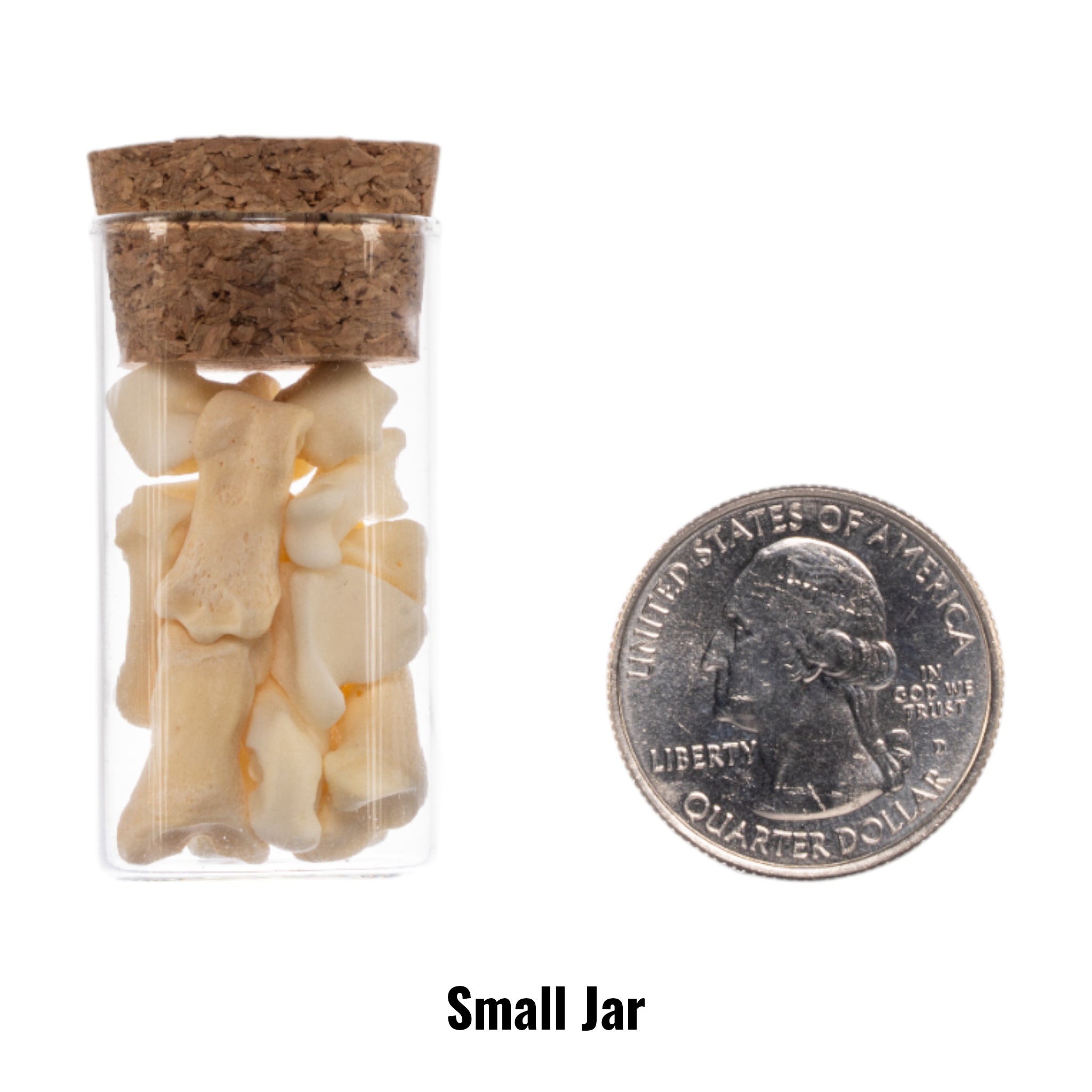 Authentic Real Jar of Bones - Genuine Human Skeleton Specimen for Science Education, Medical Study & Halloween Decor