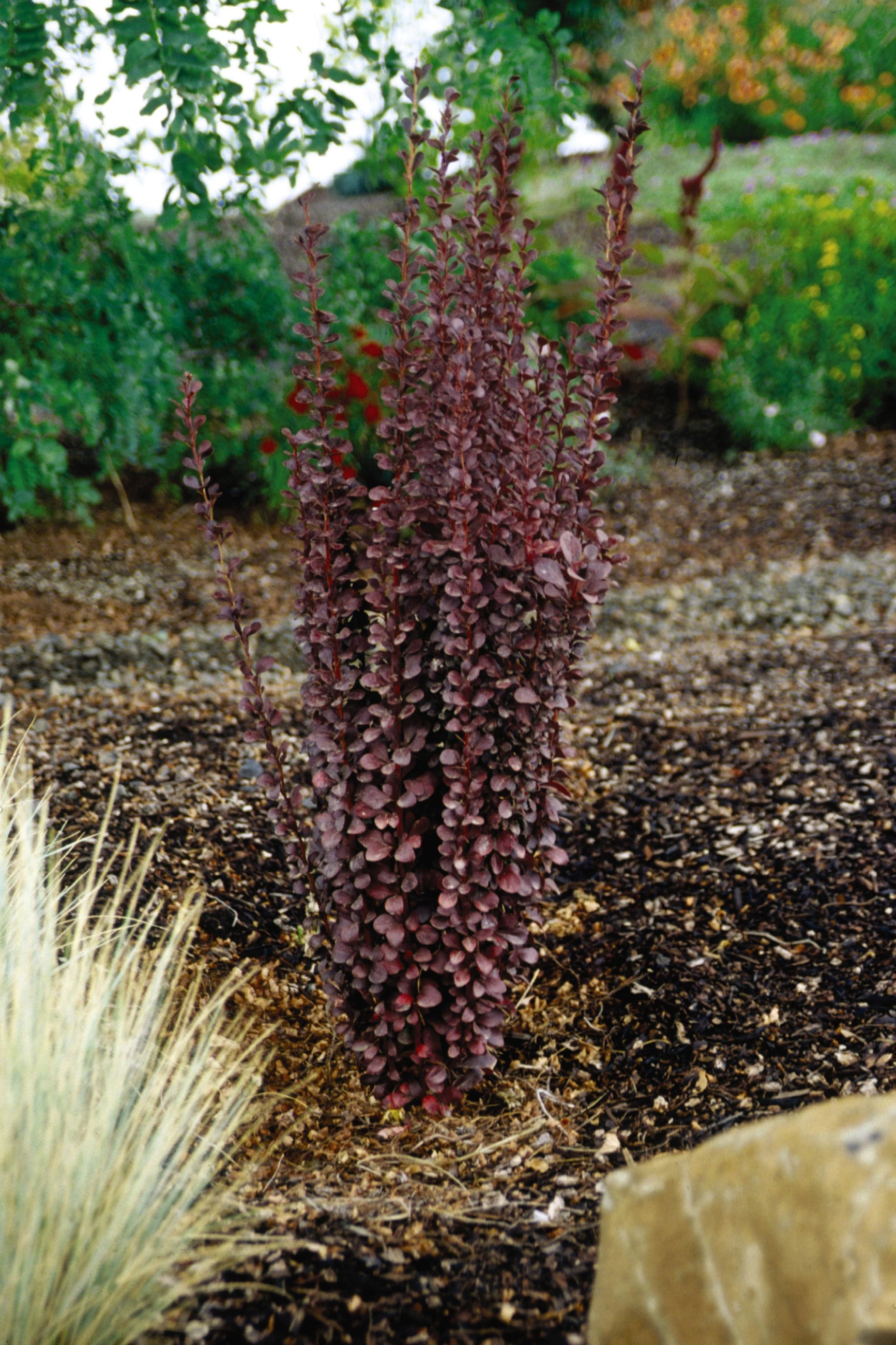 Buy Berberis thunbergii 'Helmond Pillar' #3 - Japanese Barberry Shrub for Landscaping & Privacy Hedges | Perfect for Garden Borders, Foundation Plantings & Urban Gardens