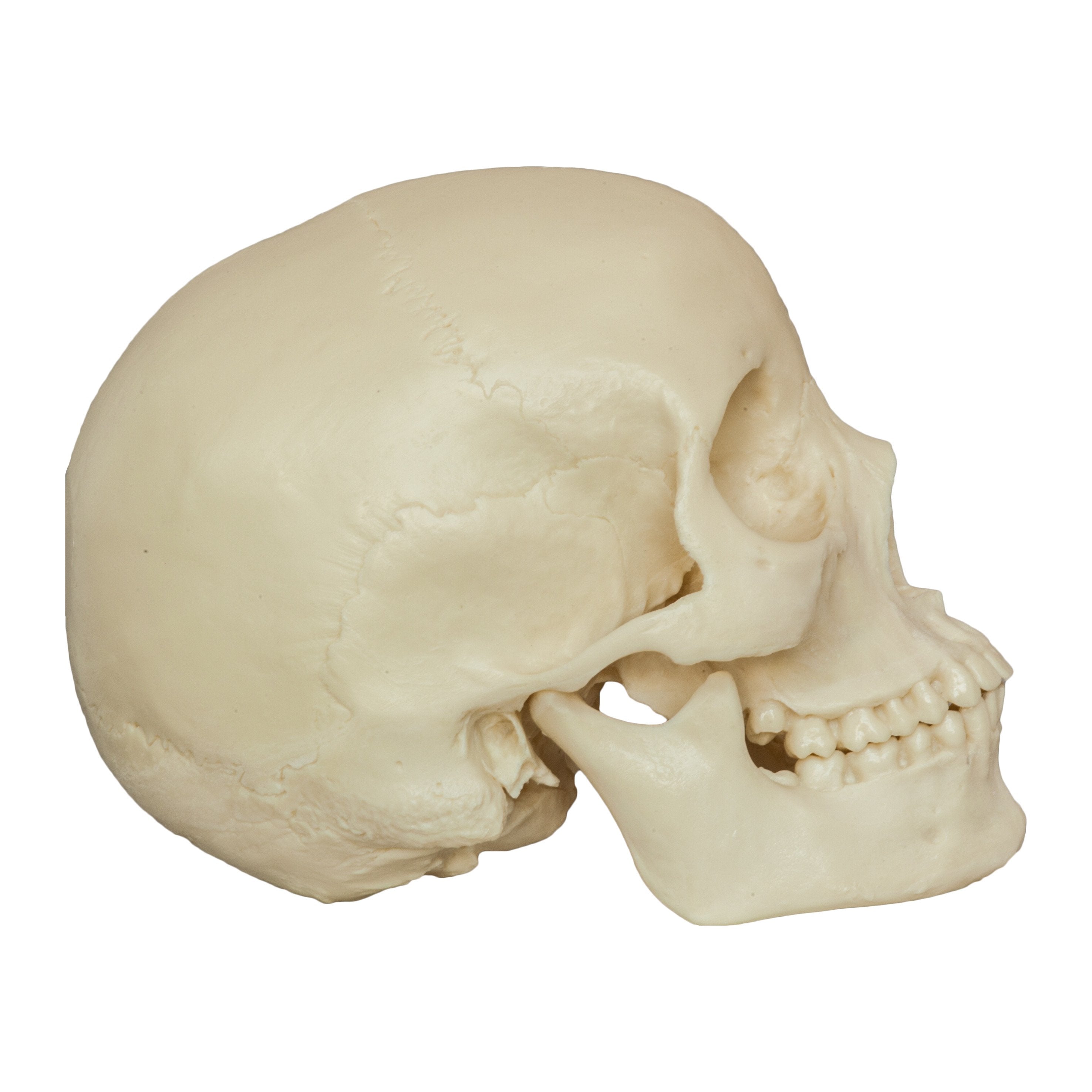 Realistic Asian Female Human Skull Replica - Detailed Anatomy Model for Medical Study, Halloween Decor & Collectible Display