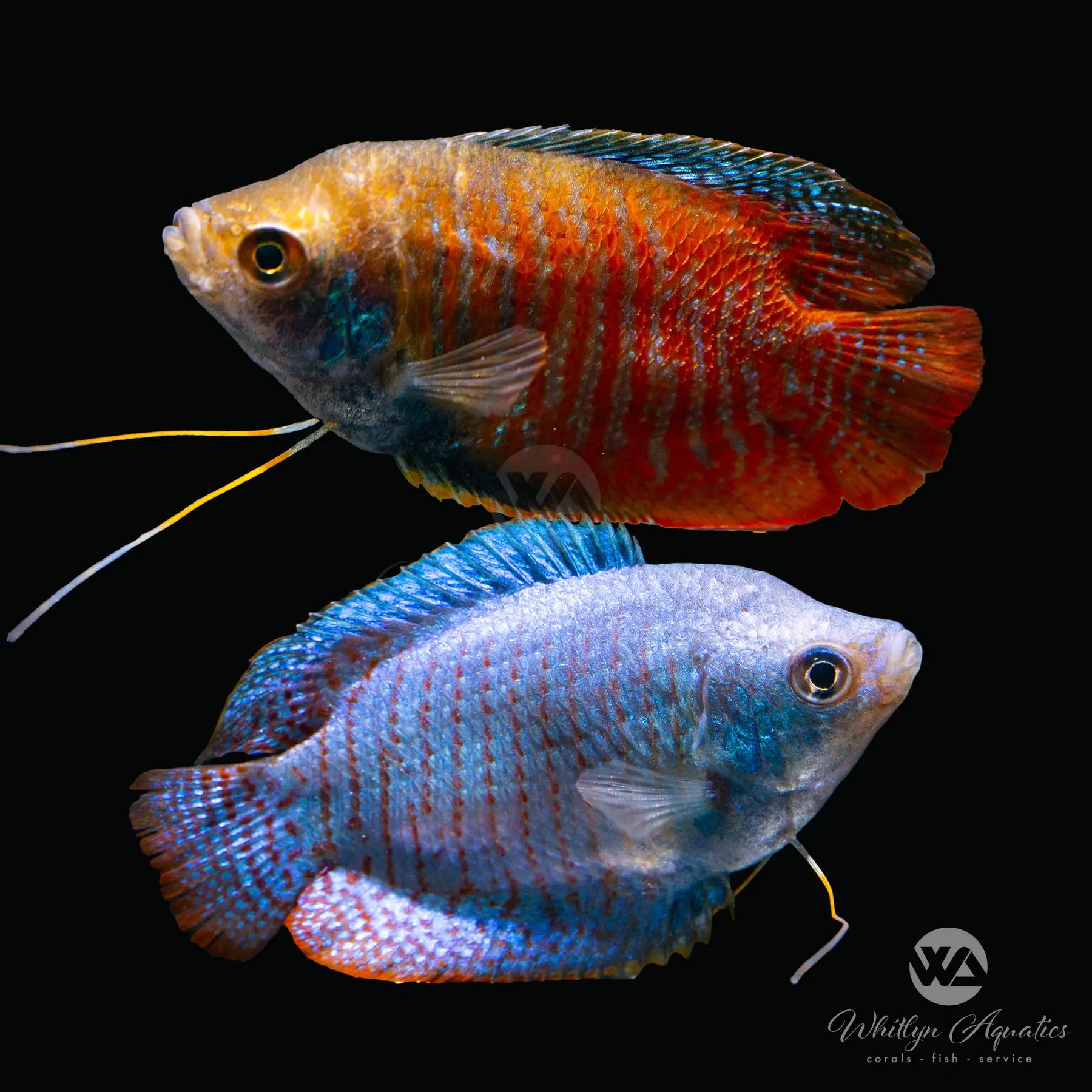 Colorful Male Dwarf Gourami Fish (Trichogaster lalius) - Live Aquarium Fish for Freshwater Tanks, Community Aquariums & Fish Breeding