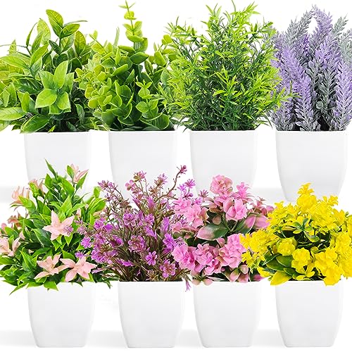 8 Pack Flower Plant With White Pot