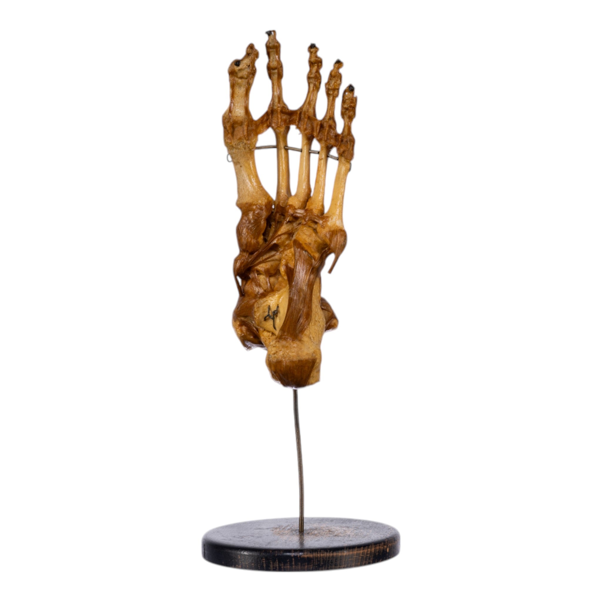 Real Human Foot and Ankle Joint Anatomy Model with Stand - Perfect for Medical Education, Classroom Demonstrations & Orthopedic Study