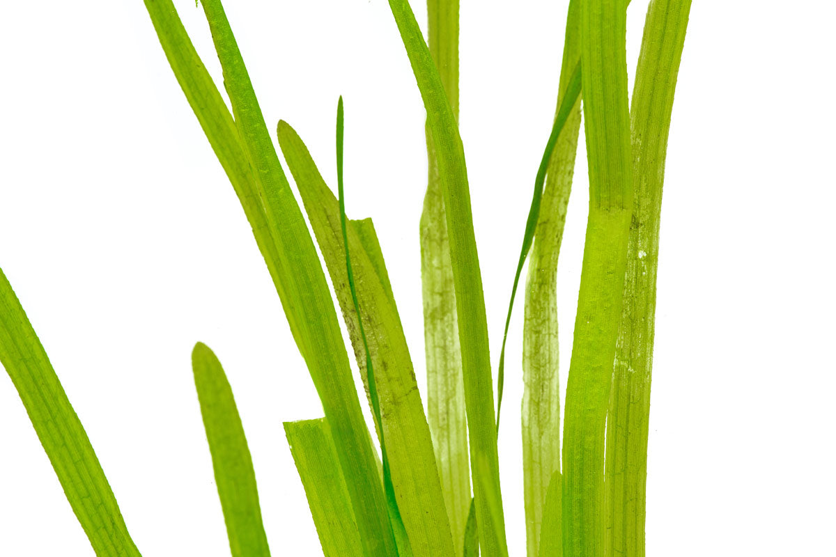 Vallisneria Spiralis Leopard - Live Aquarium Plants for Fish Tank, Easy to Grow Freshwater Aquatic Plants for Home & Office Aquascaping - Perfect for Background Planting in Tropical Fish Tanks