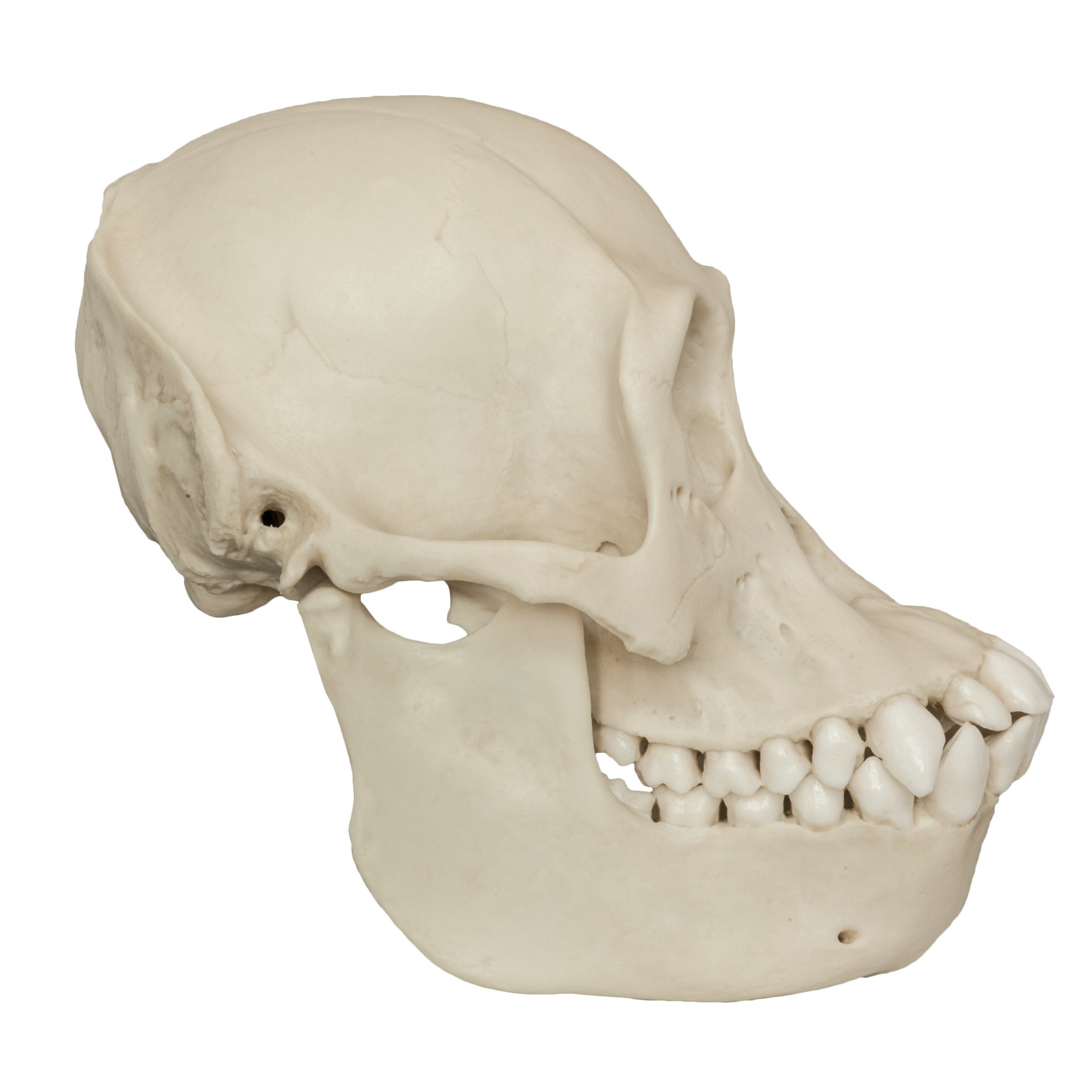Authentic Bornean Orangutan Skull Replica - Female - Perfect for Educational Displays, Anthropology Studies & Home Decor