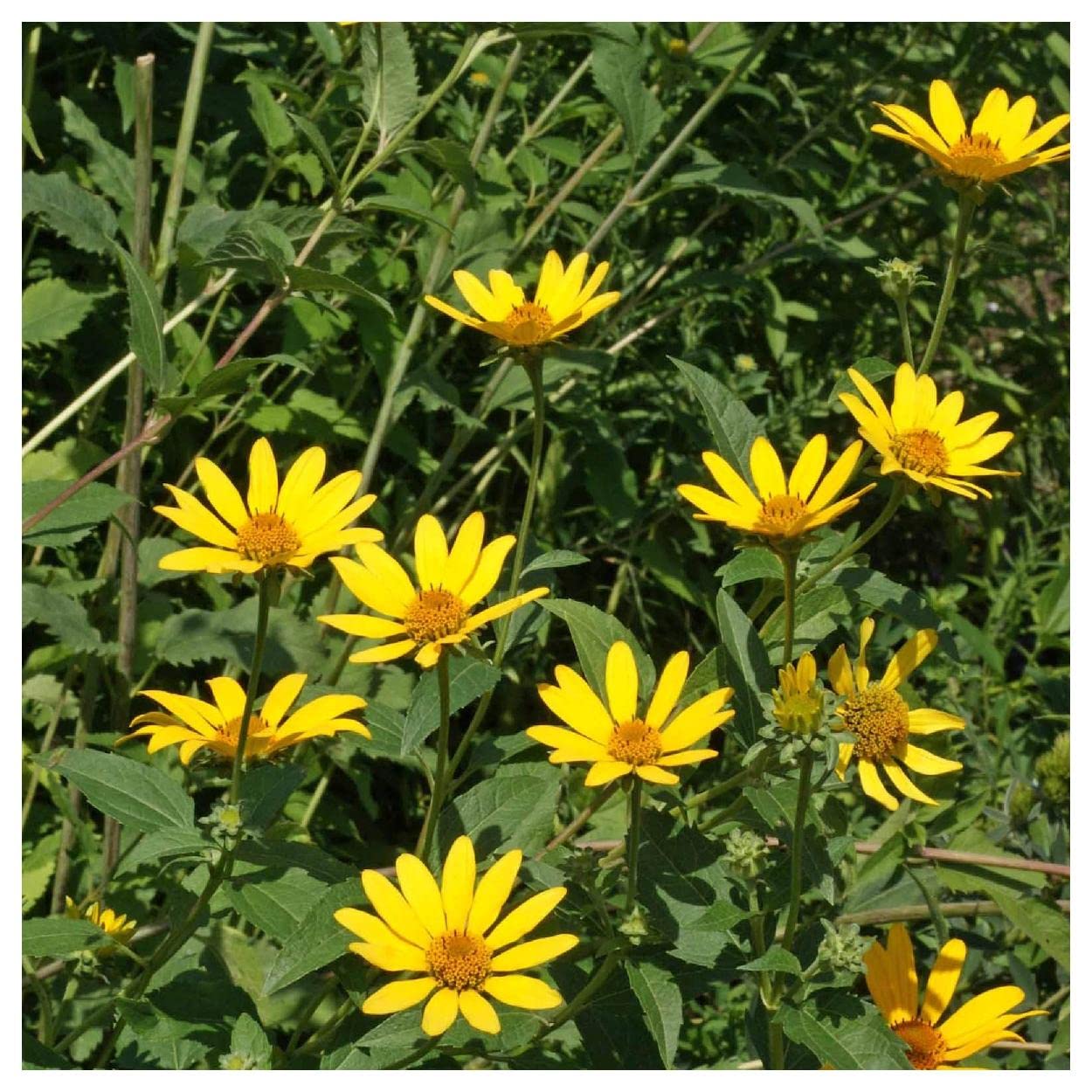 Everwilde Farms 1000 Early Sunflower Native Wildflower Seeds - Gold Vault Jumbo Seed Packet for Home Gardening, Landscaping & Pollinator Gardens
