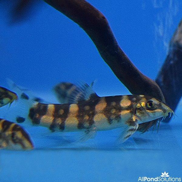Burmese Border Loach (Botia kubotai) - Freshwater Aquarium Fish for Community Tanks & Tropical Fish Tanks