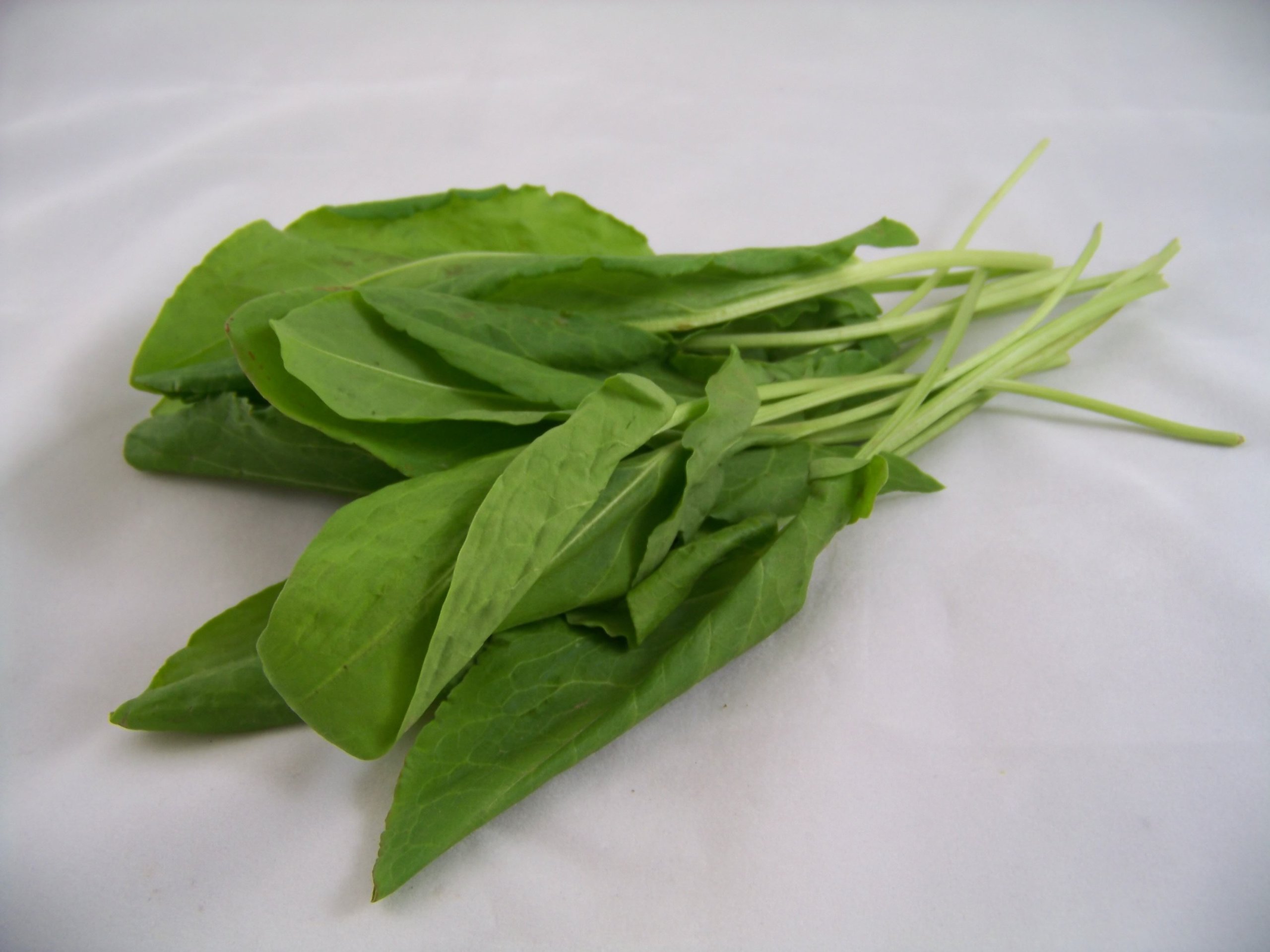 200 Large Leaf Sorrel Seeds (Rumex Acetosa) - Garden Sorrel, Spinach Dock, Redshank - Non-GMO Heirloom Vegetable Seeds for Home Gardening, Salads & Culinary Herbs