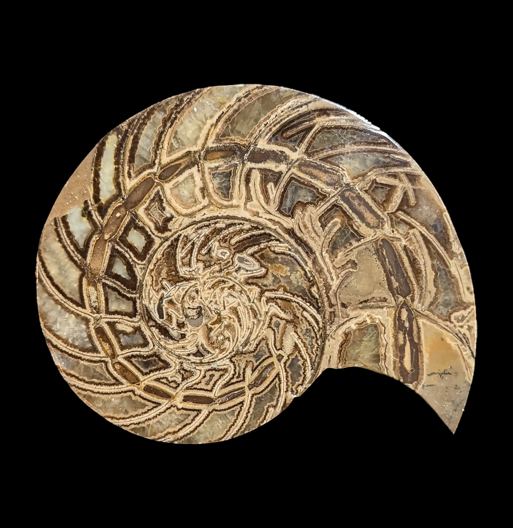Fossil Nautilus Shell Pair - Genuine Natural Collectible Specimens for Home Decor, Classroom Display & Science Education - Perfect for Geology Enthusiasts and Interior Design