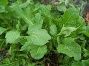 Organic Arugula Italian Cress Rocket Seeds - Heirloom Non-GMO Vegetable Seeds by Seed Kingdom (1/4 Lb Bulk Pack) - Perfect for Salads, Pesto & Gourmet Dishes