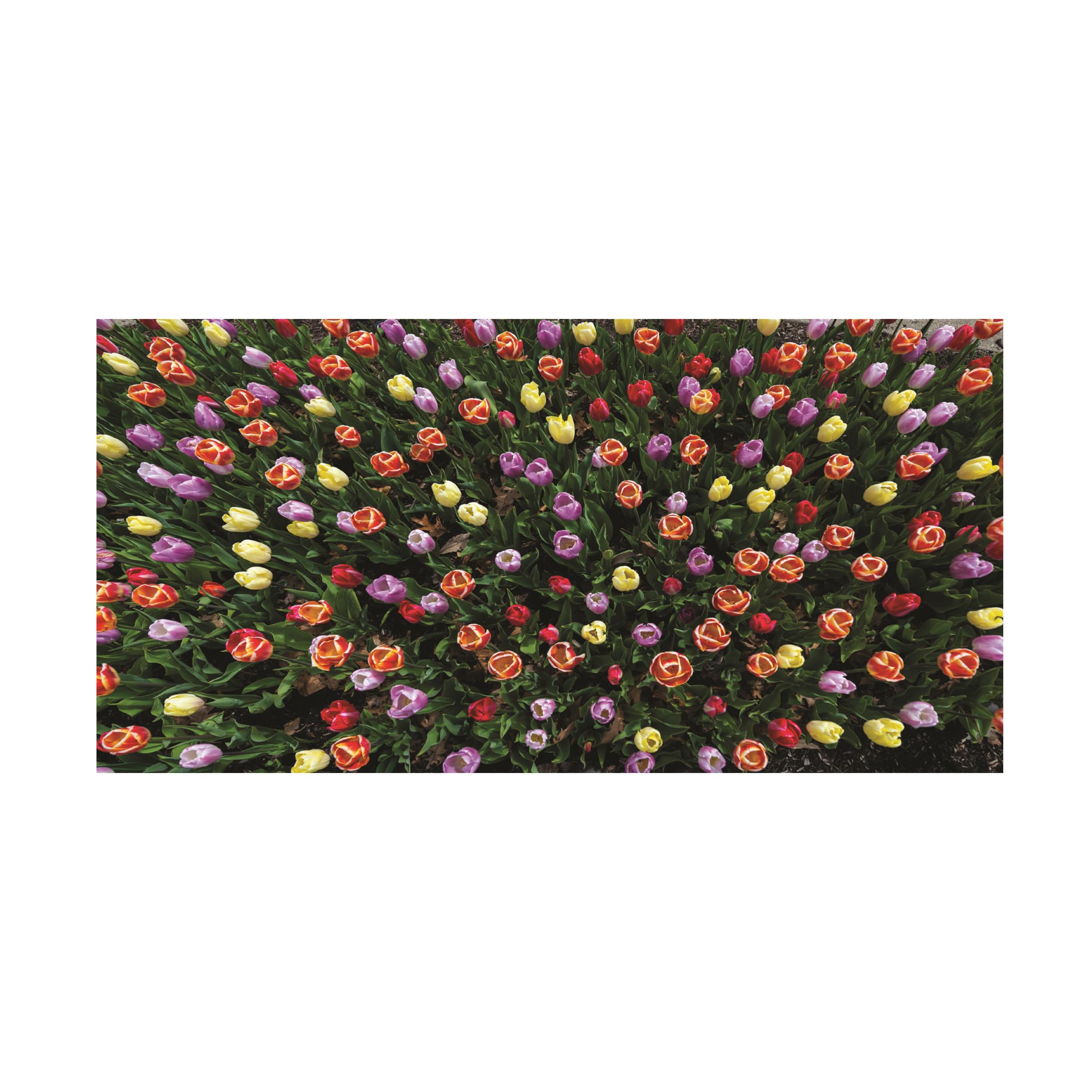 Kurt Shaffer 'Tulips From Above' Floral Photography Canvas Wall Art - Perfect for Living Room, Bedroom & Office Decor