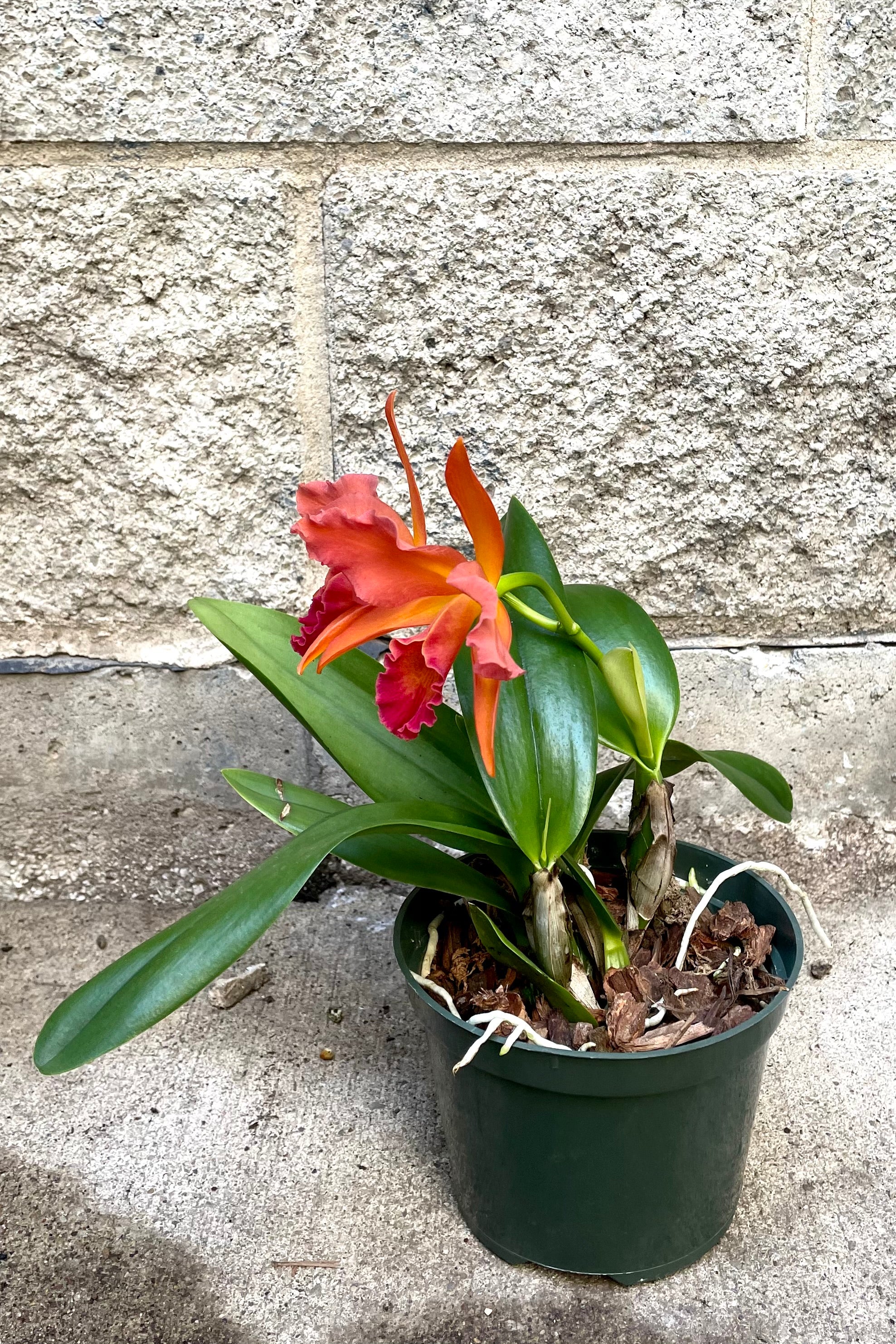 5 Pack Cattleya Orchid Plants - Exotic Live Flowers for Home Decor, Wedding Bouquets & Garden Landscaping