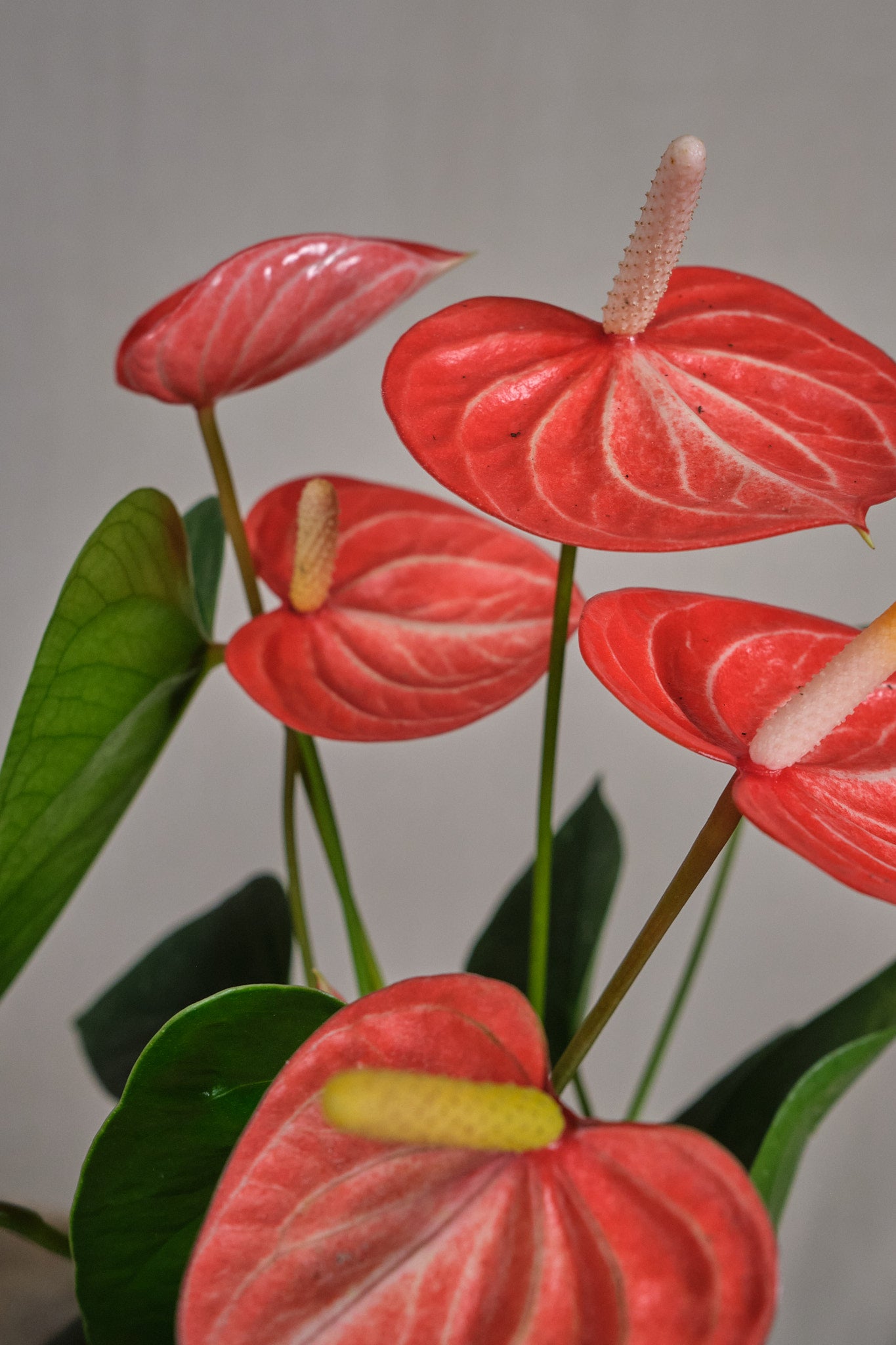 Anthurium Livium Orange - Vibrant Orange Flamingo Flower for Home & Office Decor | Perfect for Indoor Plants, Gifts, and Tropical-Themed Spaces
