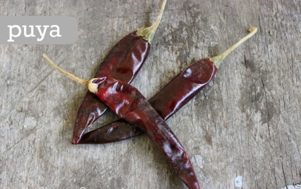 Heirloom Pulla or Puya Chili Pepper Seeds (30 Count) - Authentic Central American Variety for Home Gardening, Cooking & Spicy Recipes