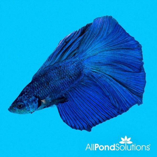 Lyretail Male Siamese Fighter Betta Splendens - Beautiful Tropical Fish for Aquariums, Fish Tanks & Home Decor