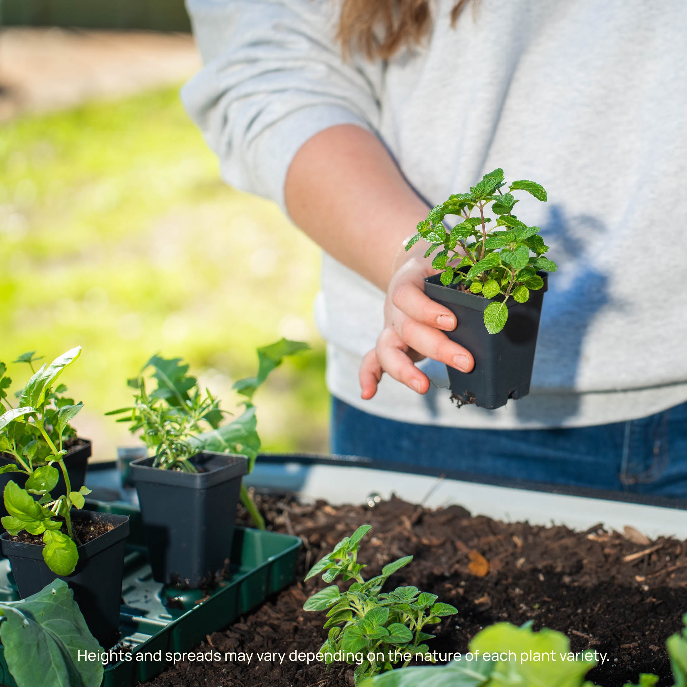 Organic Italian Flat Leaf Parsley Seedlings - Fresh Herb Plants for Cooking, Gardening & Indoor Herb Gardens - Perfect for Italian Recipes, Soups & Salads