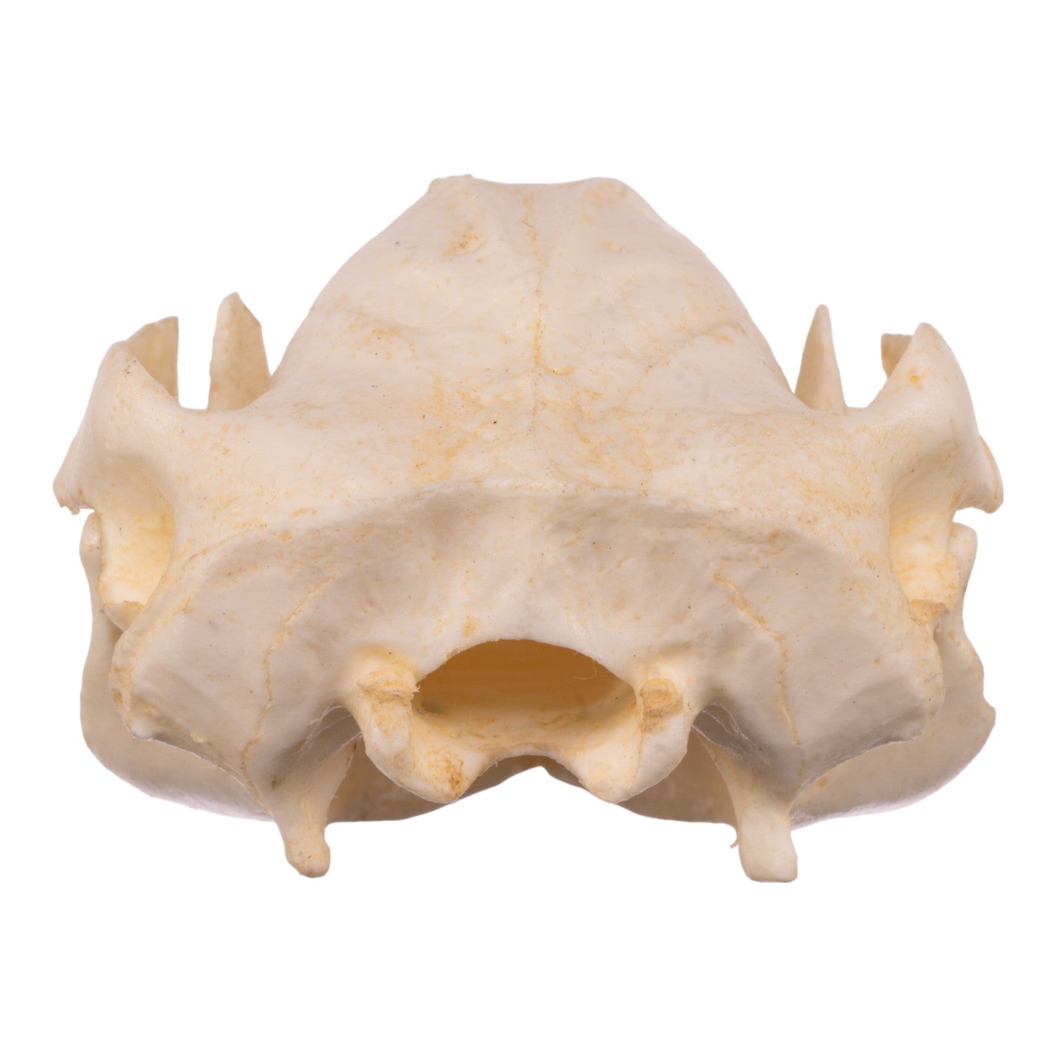 Authentic Replica Brush Tail Possum Skull - High Quality Animal Skull Model for Taxidermy, Science Education & Gothic Home Decor - Perfect for Halloween, Oddity Collections & Biology Classrooms