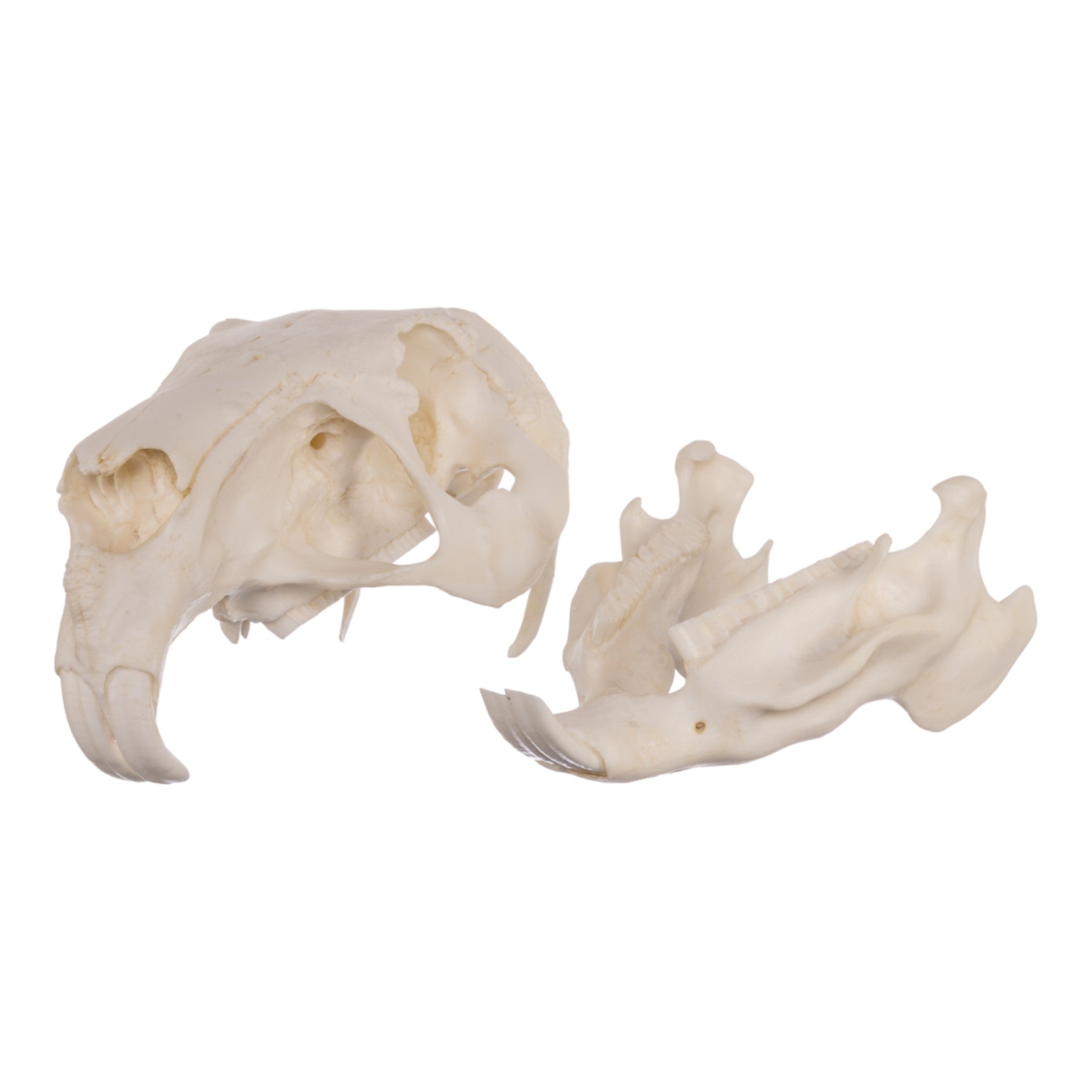 Authentic Replica Capybara Skull - Lifelike Animal Skull Model for Home Decor, Educational Display & Halloween Props